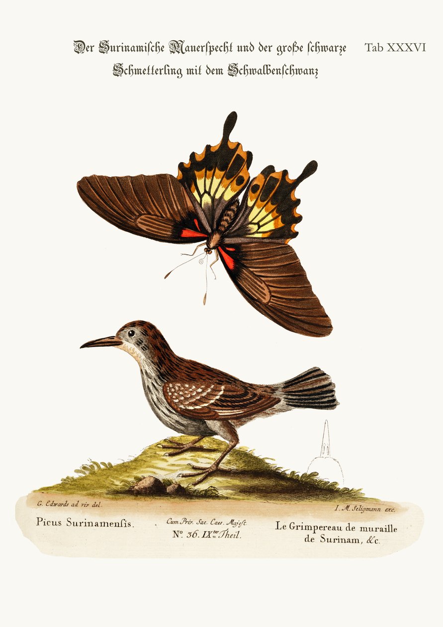 Pnącze Surinamu i wielki motyl ciemnawy jaskółczy ogon, 1749-73 autorstwa George Edwards