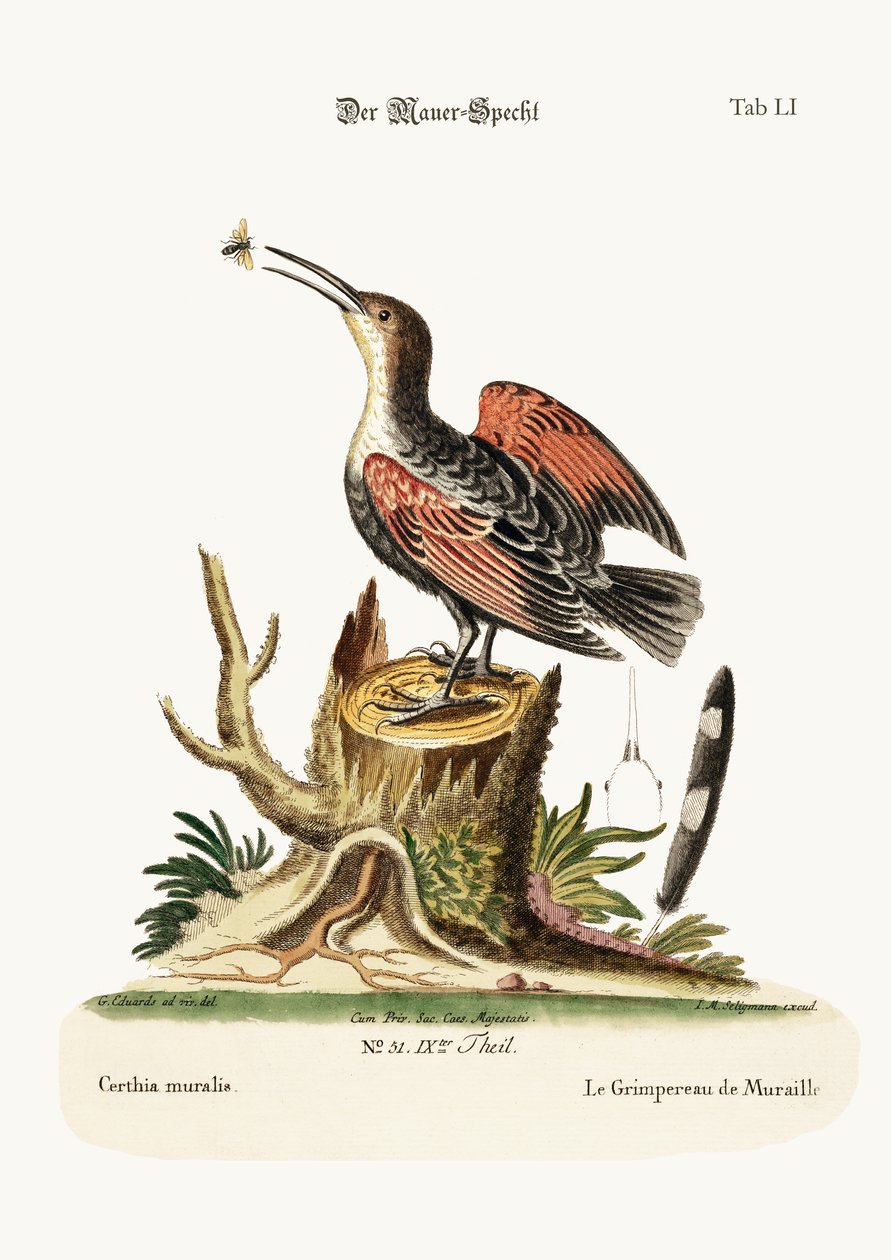 Pnącz muru, czyli łapacz pająków, 1749-73 autorstwa George Edwards