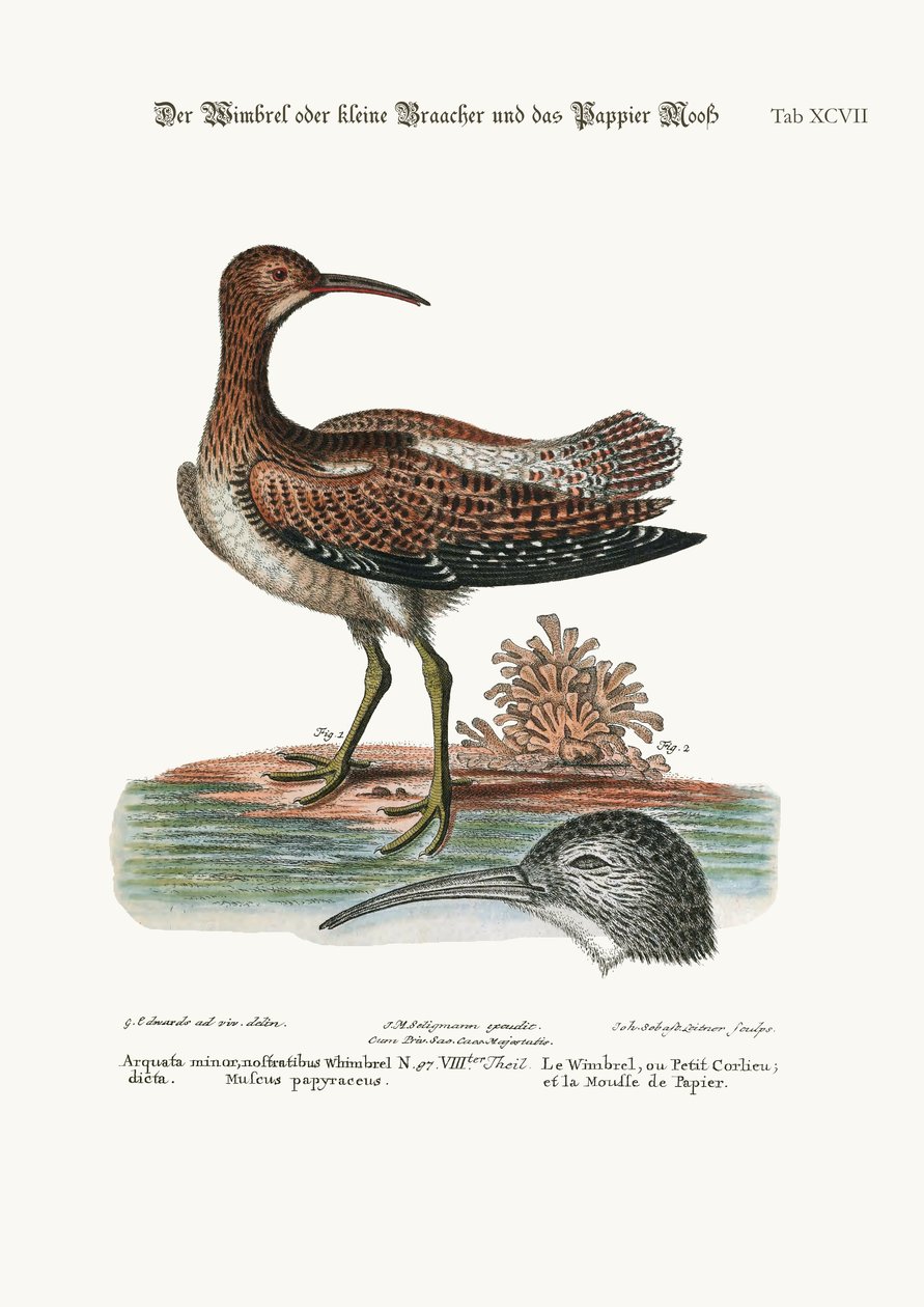 Whimbrel, czyli Kulik Mały i Paper-Mess, 1749-73 autorstwa George Edwards