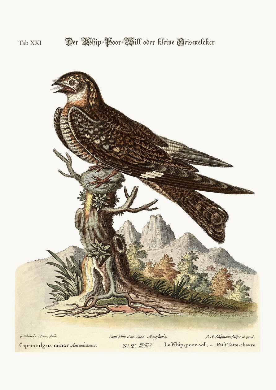 Bicz-biedna wola lub pomniejszy kozi-frajer, 1749-73 autorstwa George Edwards