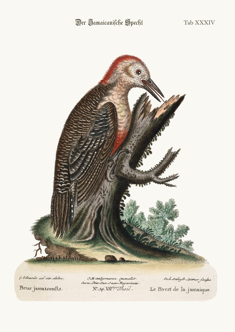 Dzięcioł Jamajki, 1749-73 autorstwa George Edwards