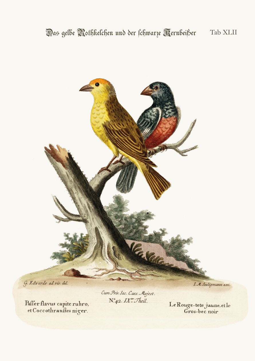 Żółto-czerwony biegun i czarny grubodziób, 1749-73 autorstwa George Edwards