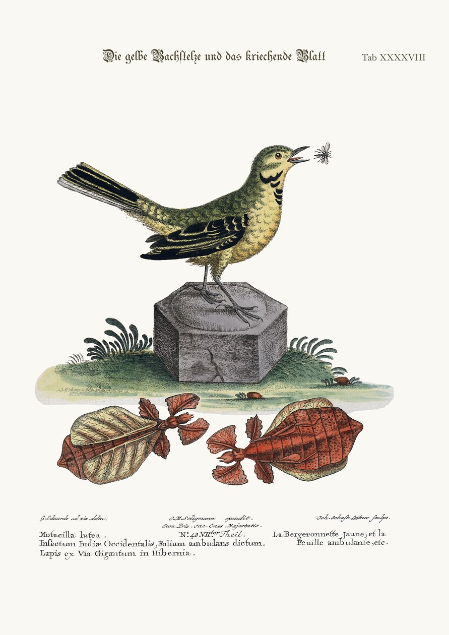 Żółtodziób i liść wędrowny, 1749-73 autorstwa George Edwards