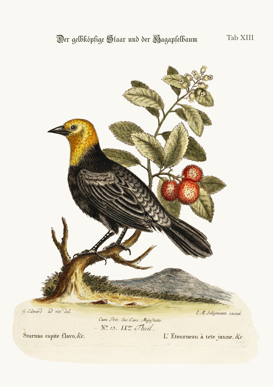 Żółtogłowy Szpak. Arbutus lub Truskawka, 1749-73 autorstwa George Edwards