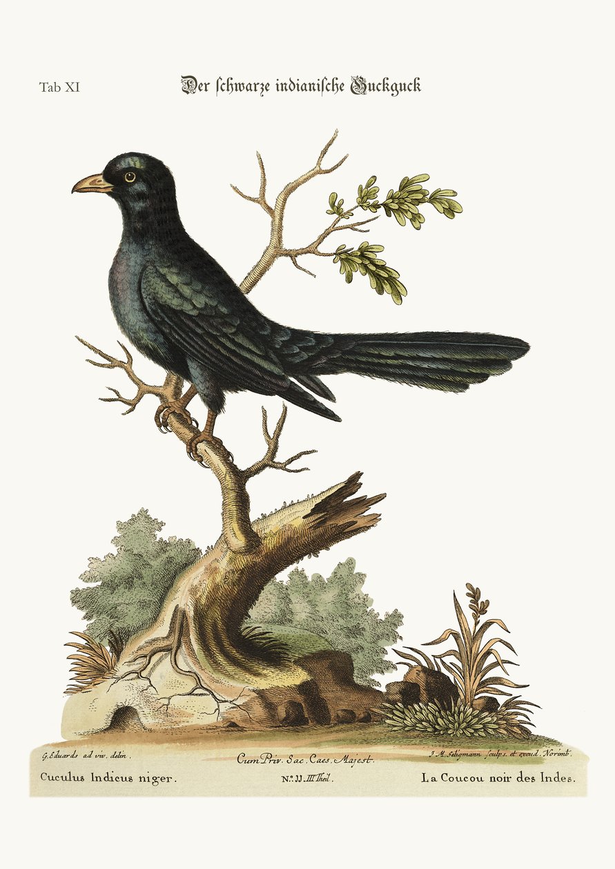 Czarny Indianin Cuckow, 1749-73 autorstwa George Edwards