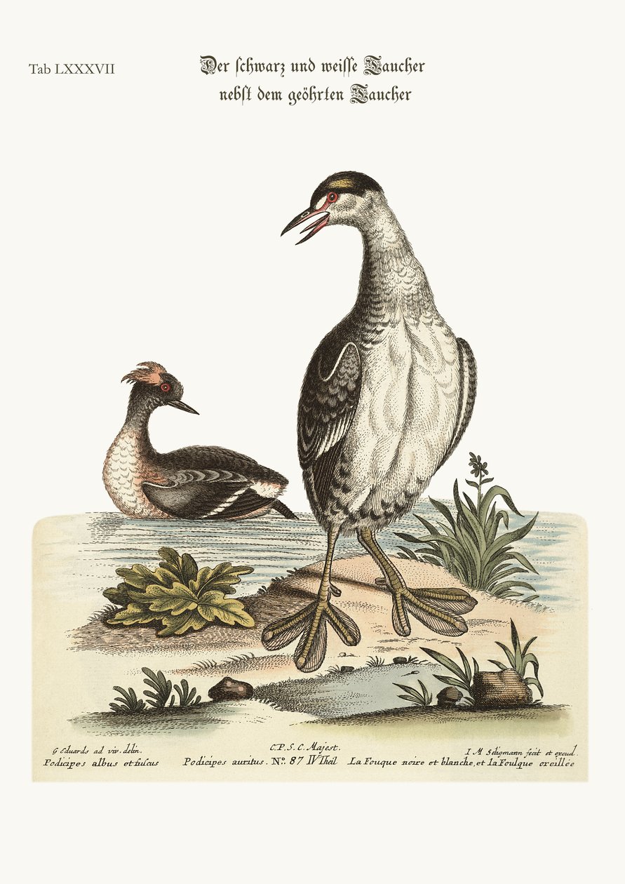 Czarno-biały Dobchick i uszaty Dobchick, 1749-73 autorstwa George Edwards