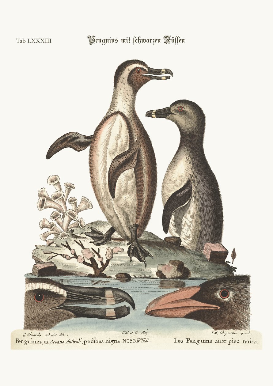 Pingwiny czarnonogie, 1749-73 autorstwa George Edwards