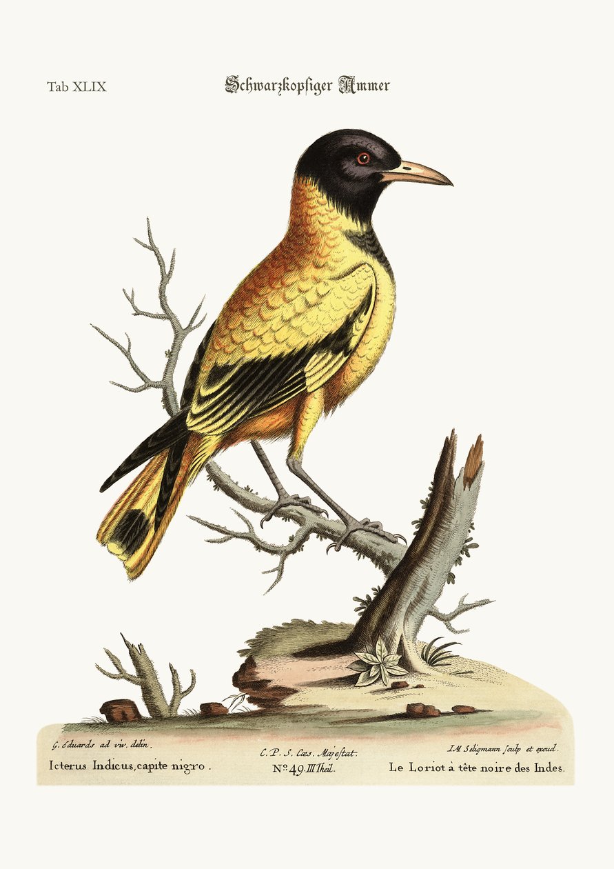 Indianin czarnogłowy Icterus, 1749-73 autorstwa George Edwards