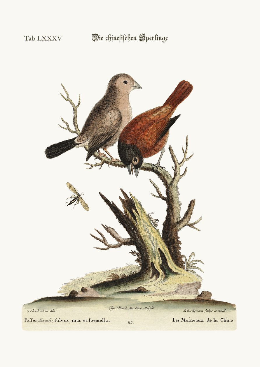 Chińskie wróble, 1749-73 autorstwa George Edwards