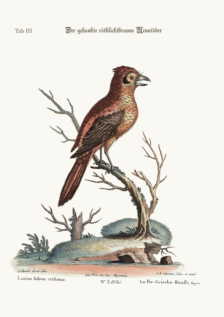 Czerwony czubaty lub russit Butcher-Bird, 1749-73 autorstwa George Edwards