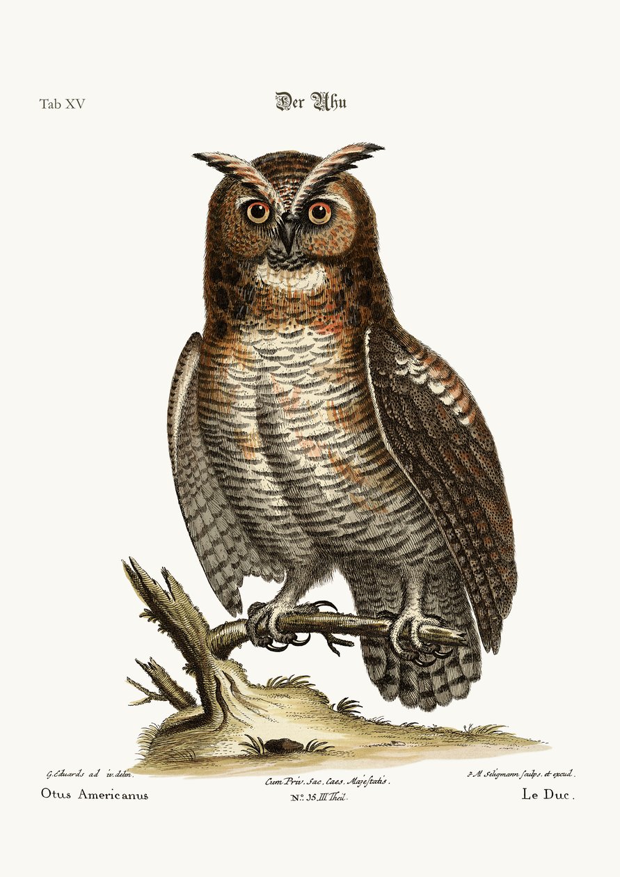 Wielka sowa rogata, 1749-73 autorstwa George Edwards