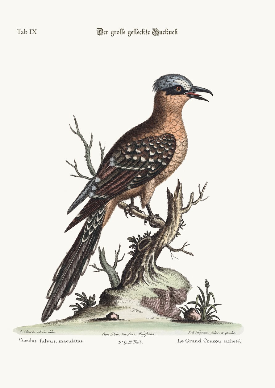Wielki Cuckow cętkowany, 1749-73 autorstwa George Edwards