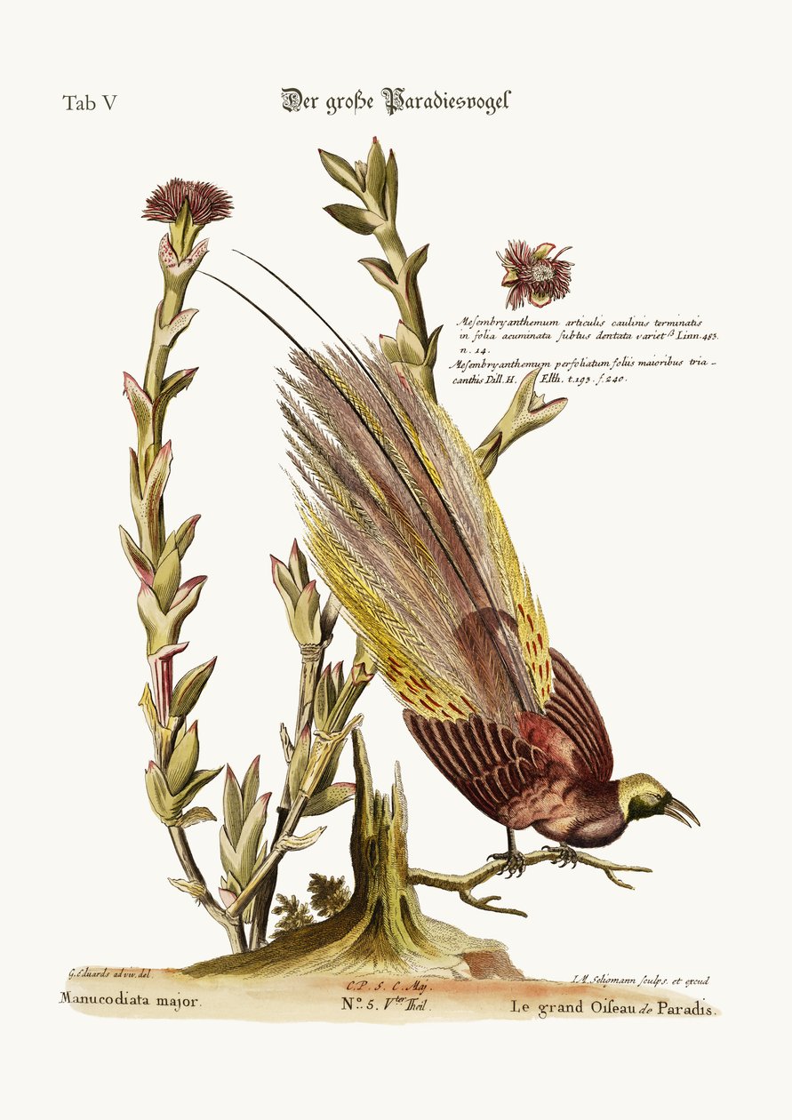 Większy Ptak Raju, 1749-73 autorstwa George Edwards