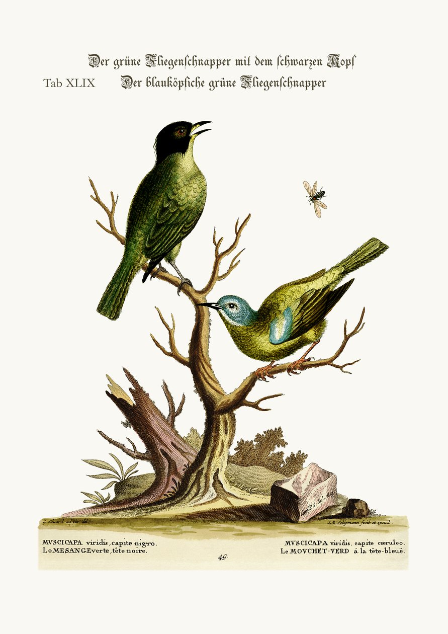 Zielona czarna czapka Flycatcher. Niebieskogłowa zielona muchołówka, 1749-73 autorstwa George Edwards