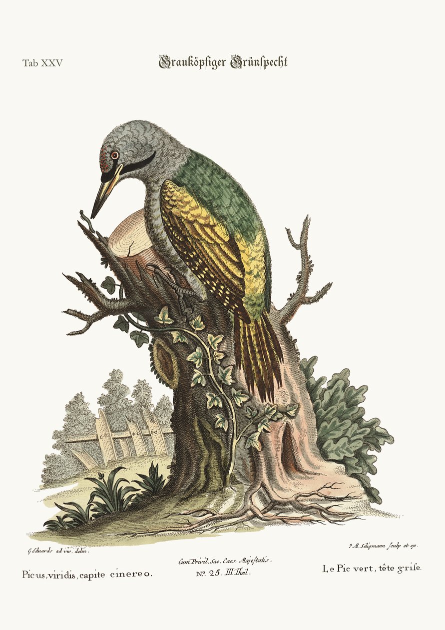 Dzięcioł zielonogłowy, 1749-73 autorstwa George Edwards