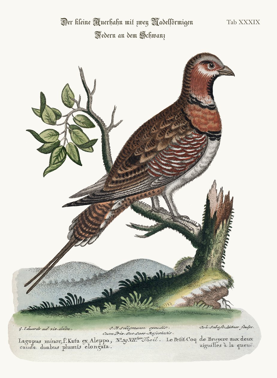 Mały Grous Pin-tailed, 1749-73 autorstwa George Edwards