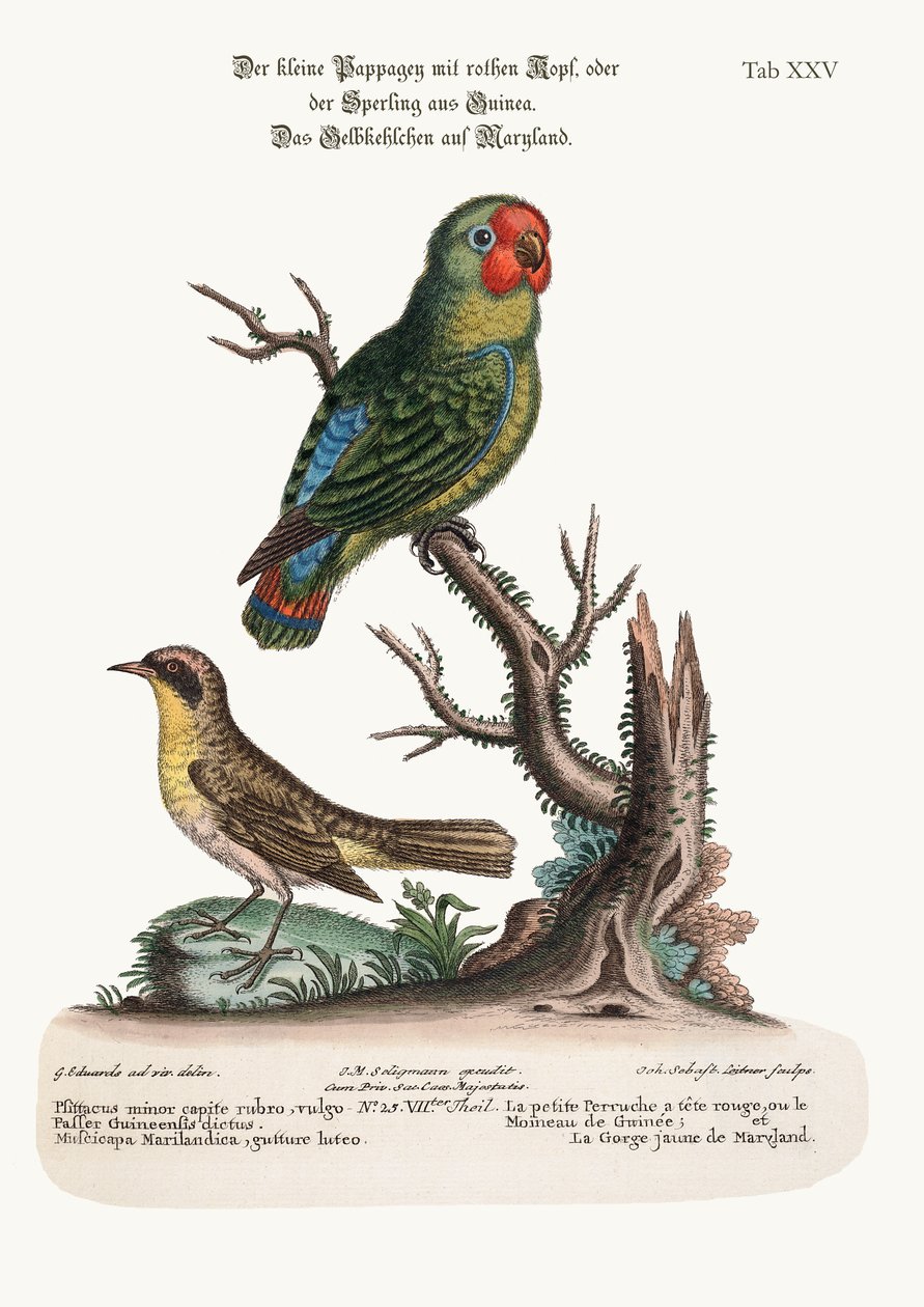 Mała papuga rudowłosa lub wróbel gwinejski i żółtogardło z Maryland, 1749-73 autorstwa George Edwards