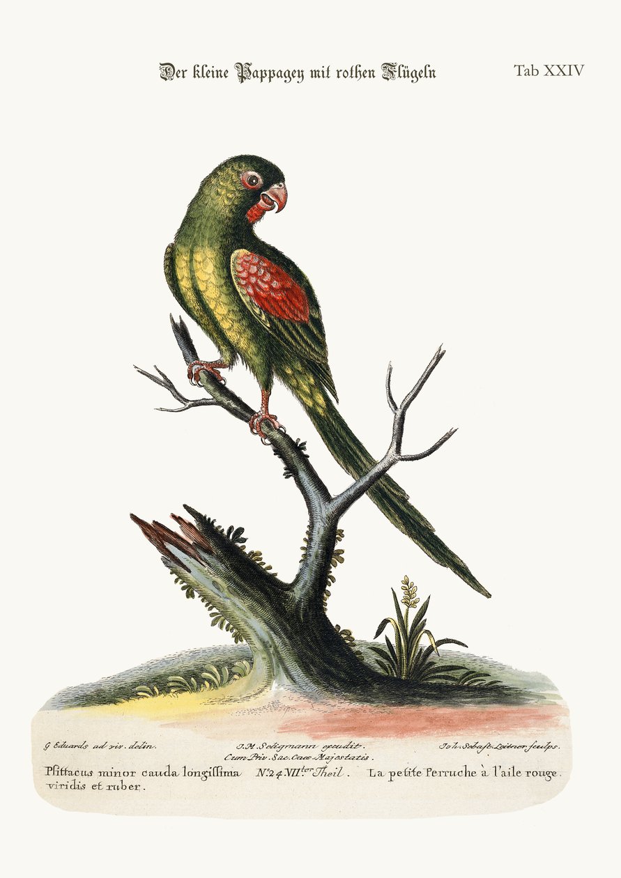 Mała papuga czerwonoskrzydła, 1749-73 autorstwa George Edwards