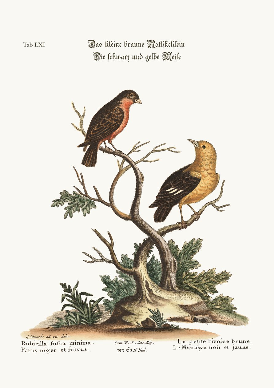 Mały brązowy Bullfinch. Czarno-żółty Manakyn, 1749-73 autorstwa George Edwards