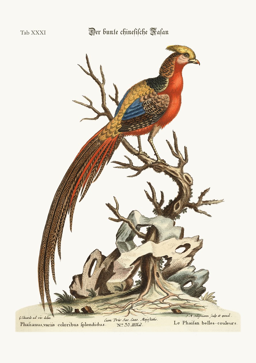 Malowany bażant z Chin, 1749-73 autorstwa George Edwards