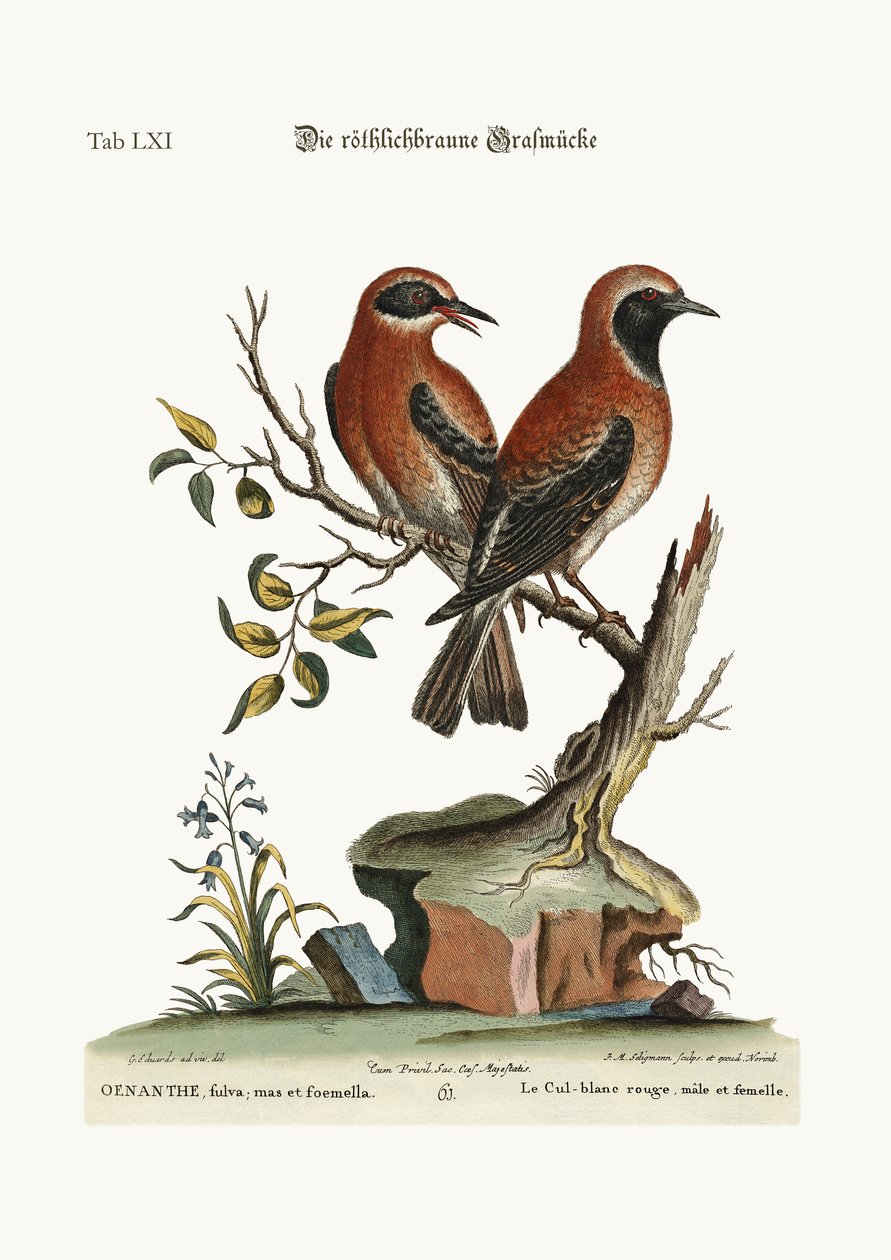 Pszeniczny kłos czerwony lub rdzawy, 1749-73 autorstwa George Edwards