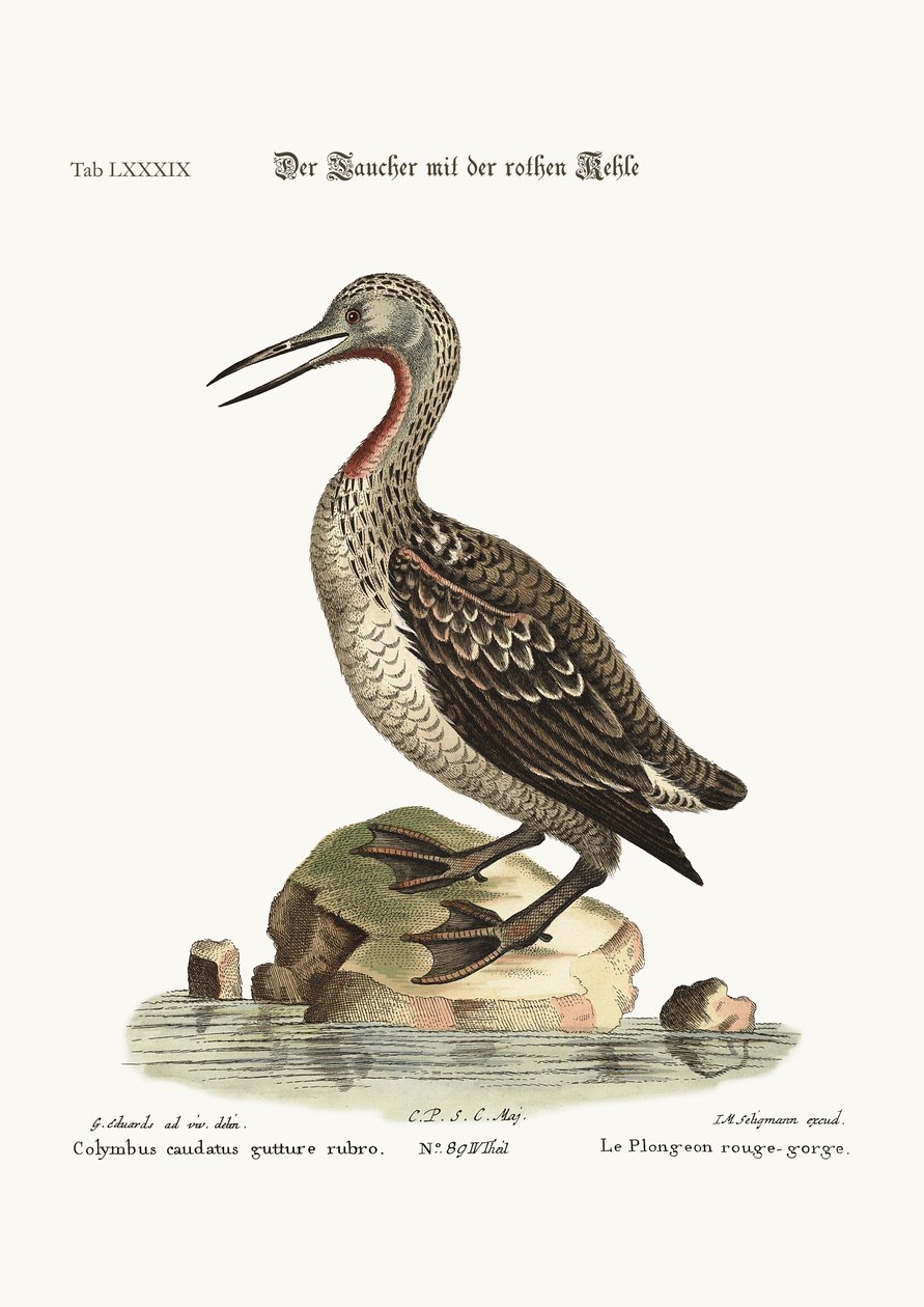 Czerwonogardły Ducker lub Loon, 1749-73 autorstwa George Edwards