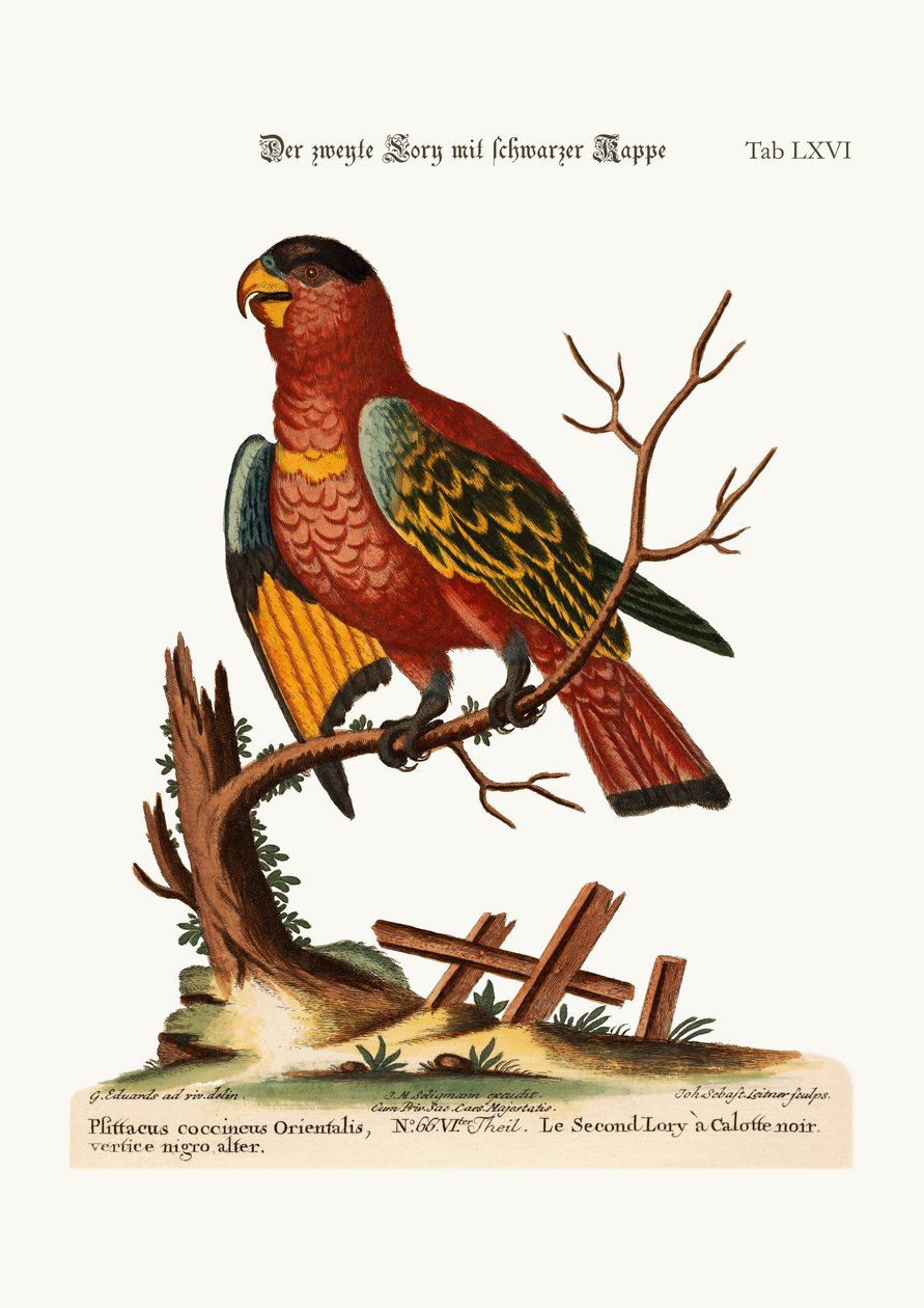 Druga Lory Czarnogłowa, 1749-73 autorstwa George Edwards