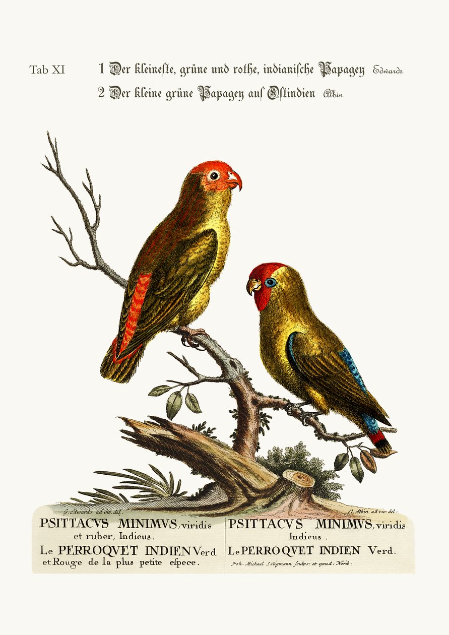 Najmniejszy zielono-czerwony Paroquet indiański. Mała zielona papuga z Indii Wschodnich, 1749-73 autorstwa George Edwards