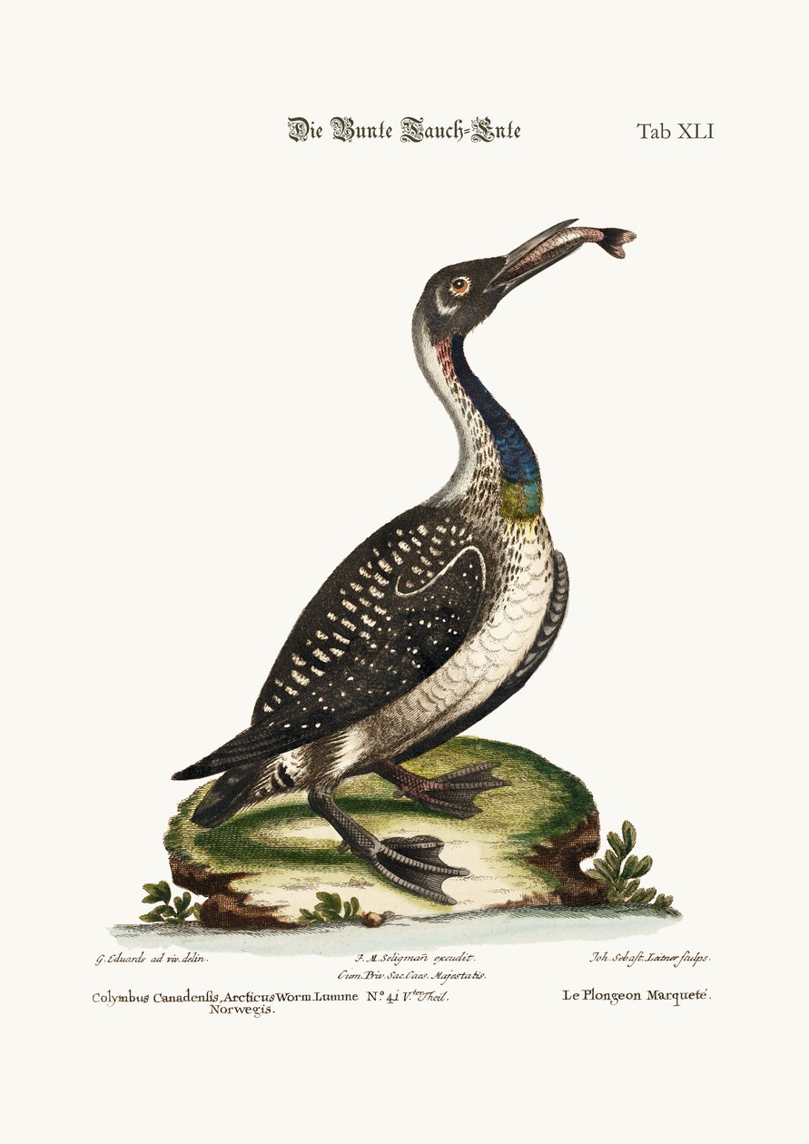 Nakrapiany nurek lub Loon, 1749-73 autorstwa George Edwards