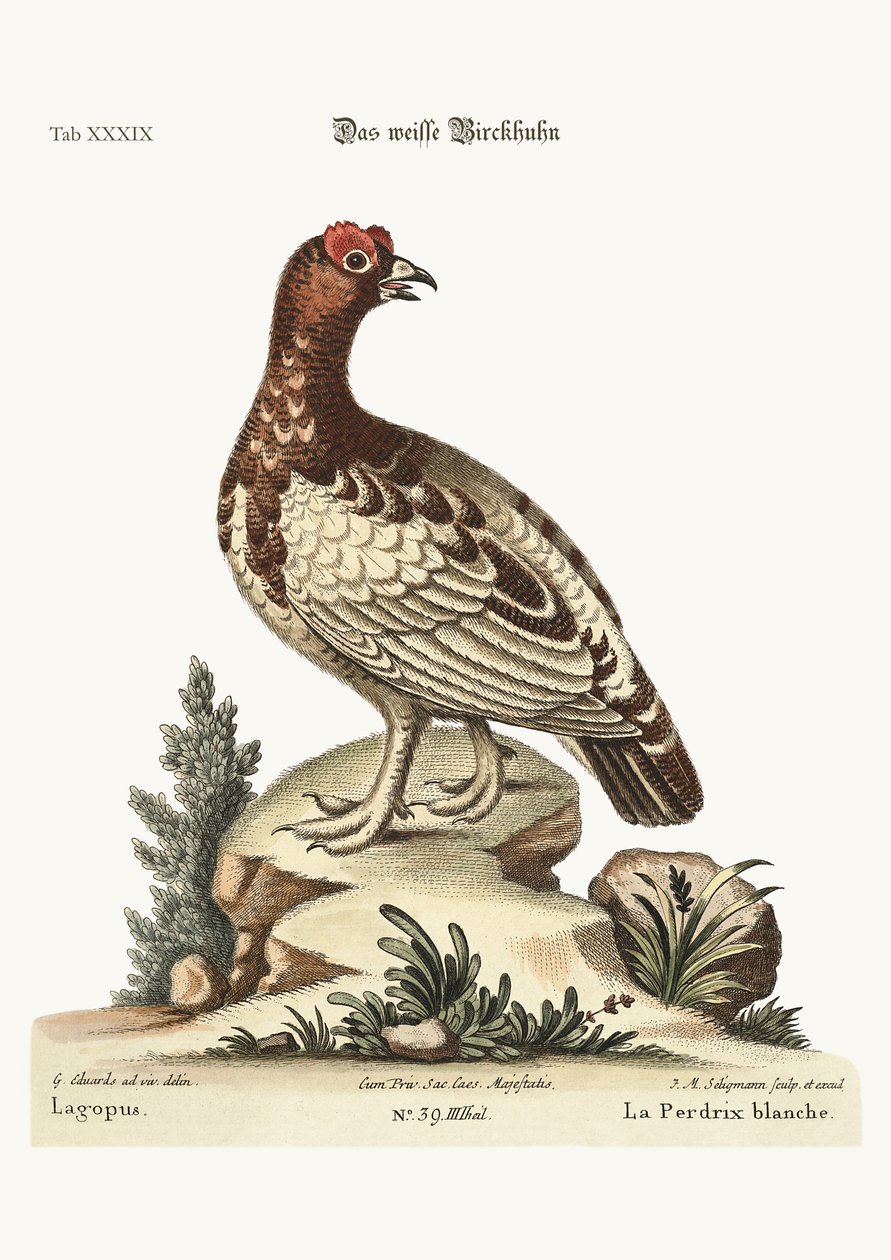 Biała kuropatwa, 1749-73 autorstwa George Edwards