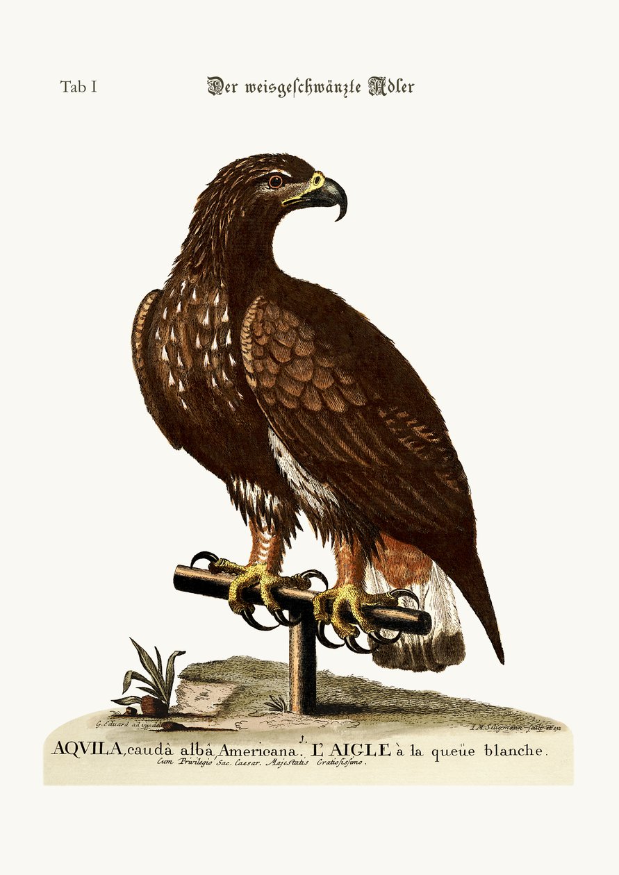 Bielik, 1749-73 autorstwa George Edwards