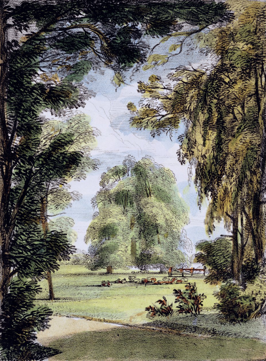 Siostrzane drzewa, Kew Gardens, płyta 8 z „Kew Gardens: A Series of Twenty-Four Drawings on Stone”, grawerowana przez Charlesa Hullmandela (1789-1850) opublikowana w 1820 r. (litografia ręcznie kolorowana) autorstwa George Ernest Papendiek