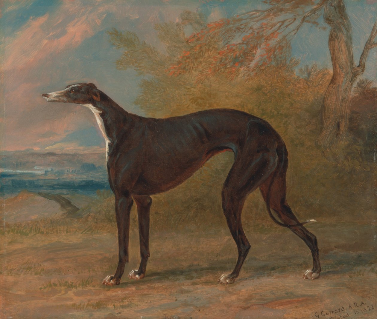 Jeden z George Lane Foxs Winning Greyhounds - suka charta czarno-białego, Juno, zwana także ... autorstwa George Garrard