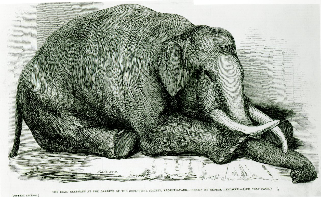 Martwy słoń w ogrodach Towarzystwa Zoologicznego, Regents Park, z „The London Illustrated News” autorstwa George Landseer
