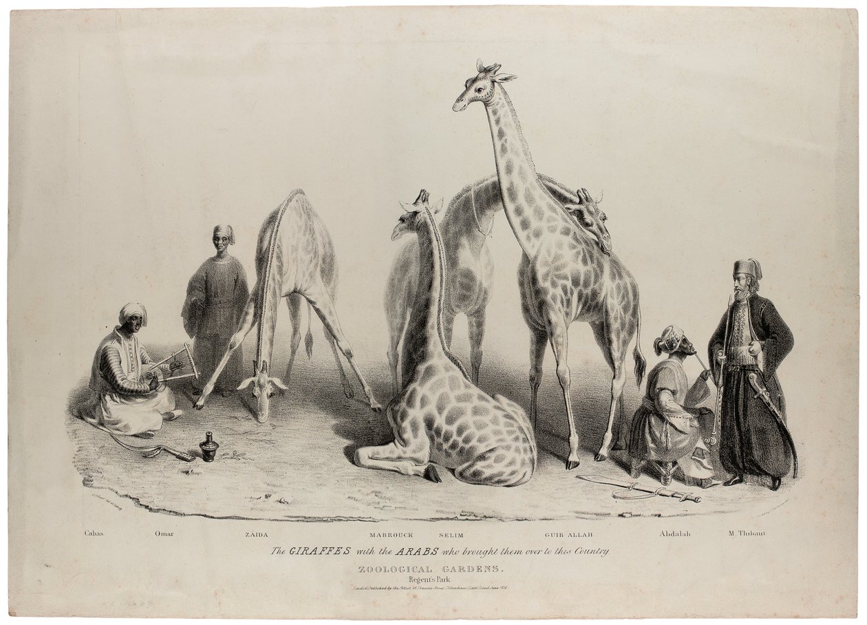 Żyrafy z Arabami, którzy sprowadzili je do tego kraju, Ogrody Zoologiczne, Regents Park, Londyn, czerwiec 1836, litografia Charlesa Hullmandela (1789-1850) autorstwa George Snr Scharf
