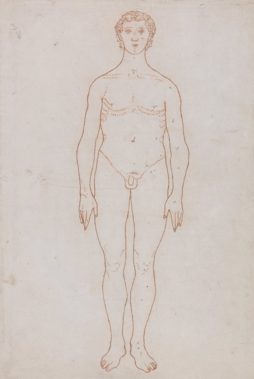 Porównawcza anatomiczna ekspozycja budowy ciała ludzkiego z ciałem tygrysa i ciała... autorstwa George Stubbs