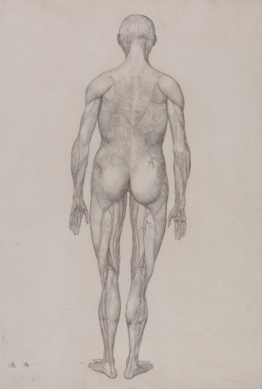 Porównawcza anatomiczna ekspozycja budowy ciała ludzkiego z ciałem tygrysa i ciała... autorstwa George Stubbs