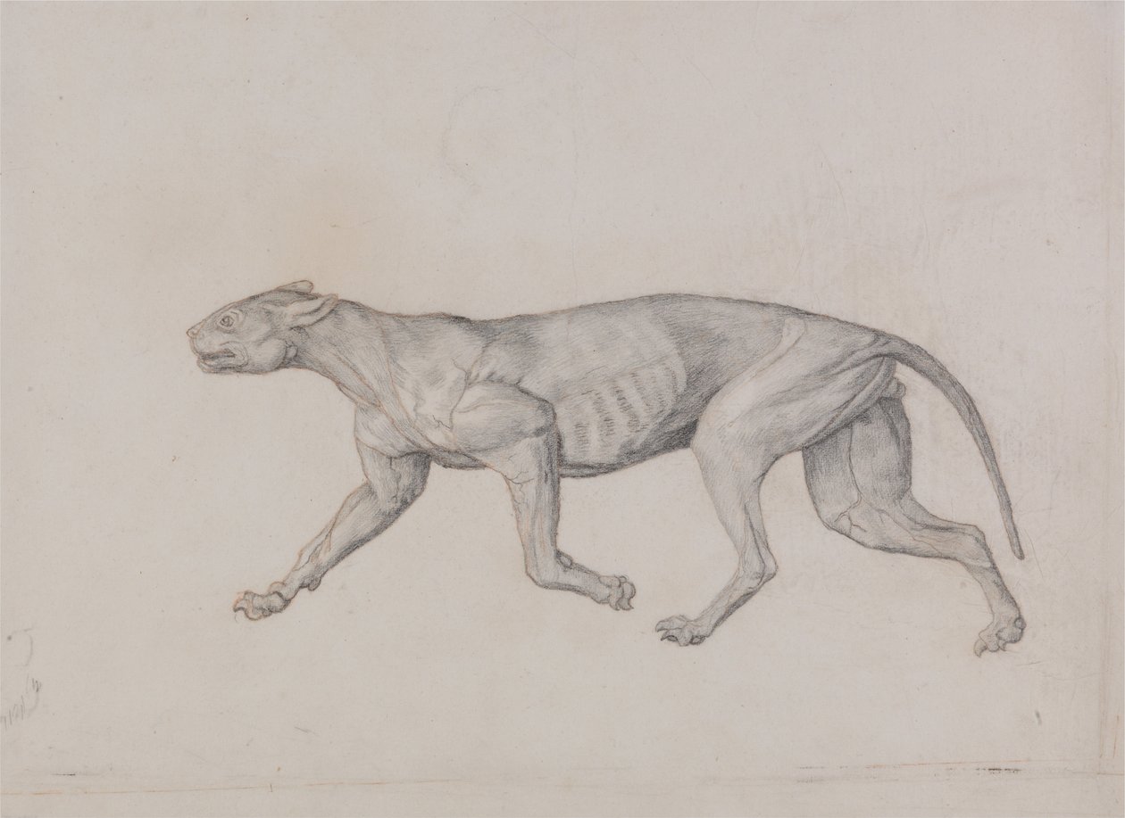 Porównawcza anatomiczna ekspozycja budowy ciała ludzkiego z ciałem tygrysa i ciała... autorstwa George Stubbs
