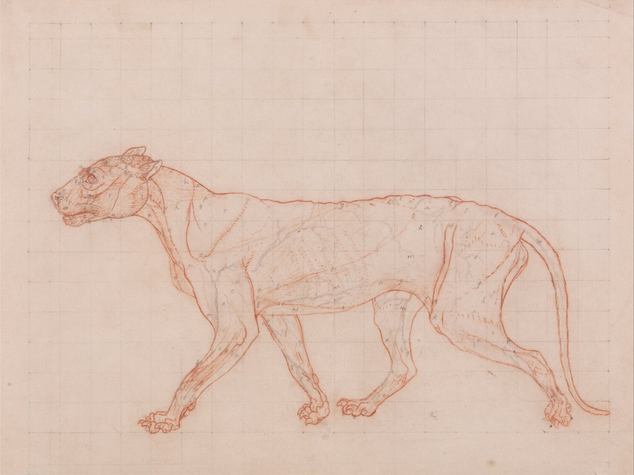 Porównawcza anatomiczna ekspozycja budowy ciała ludzkiego z ciałem tygrysa i ciała... autorstwa George Stubbs