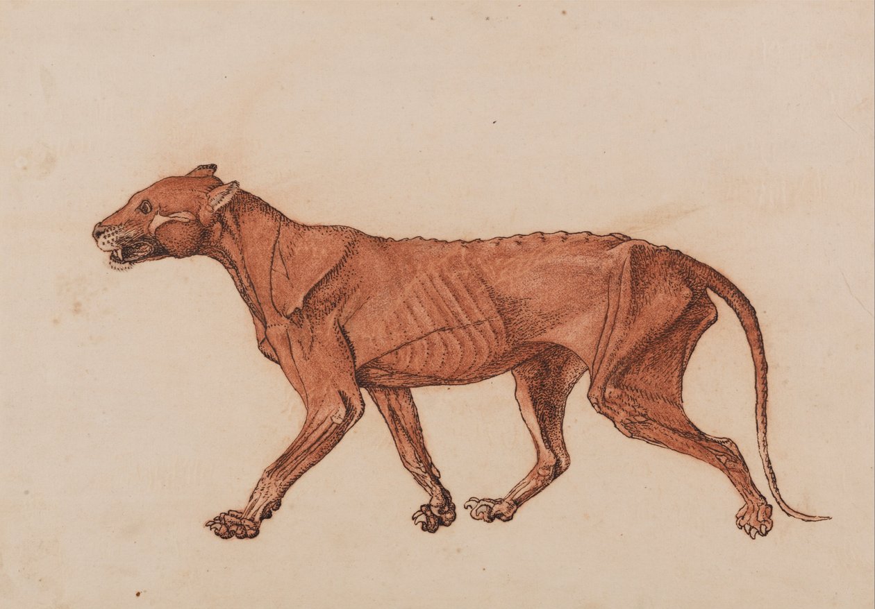 Porównawcza anatomiczna ekspozycja budowy ciała ludzkiego z ciałem tygrysa i ciała... autorstwa George Stubbs