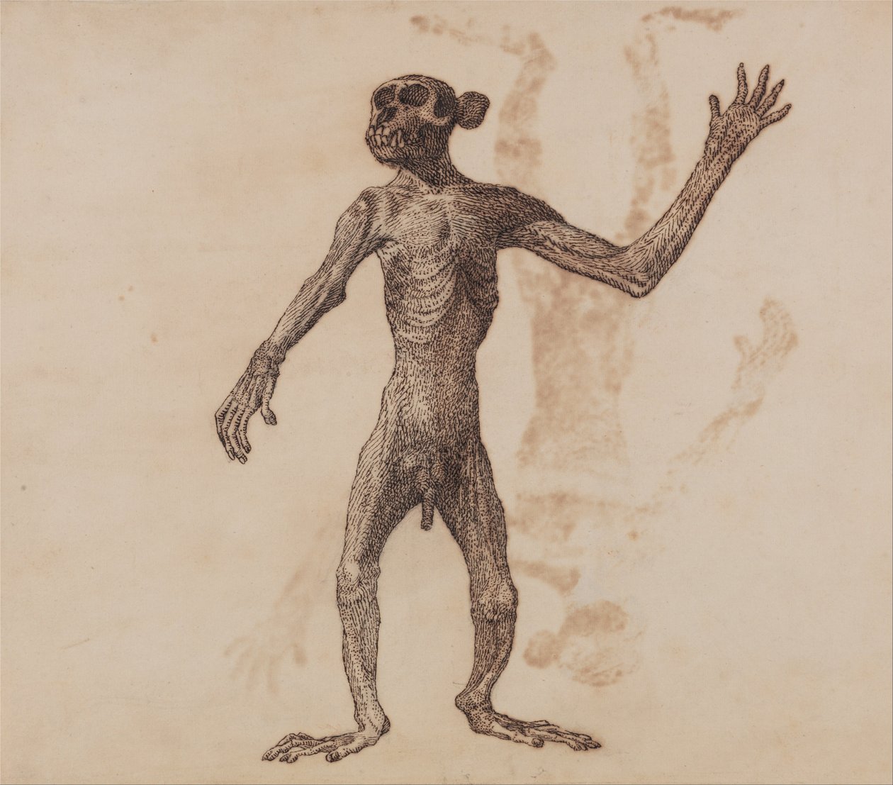 Porównawcza anatomiczna ekspozycja budowy ciała ludzkiego z ciałem tygrysa i ciała... autorstwa George Stubbs