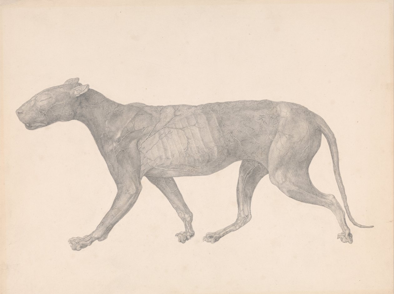 Porównawcza anatomiczna ekspozycja budowy ciała ludzkiego z ciałem tygrysa i ciała... autorstwa George Stubbs