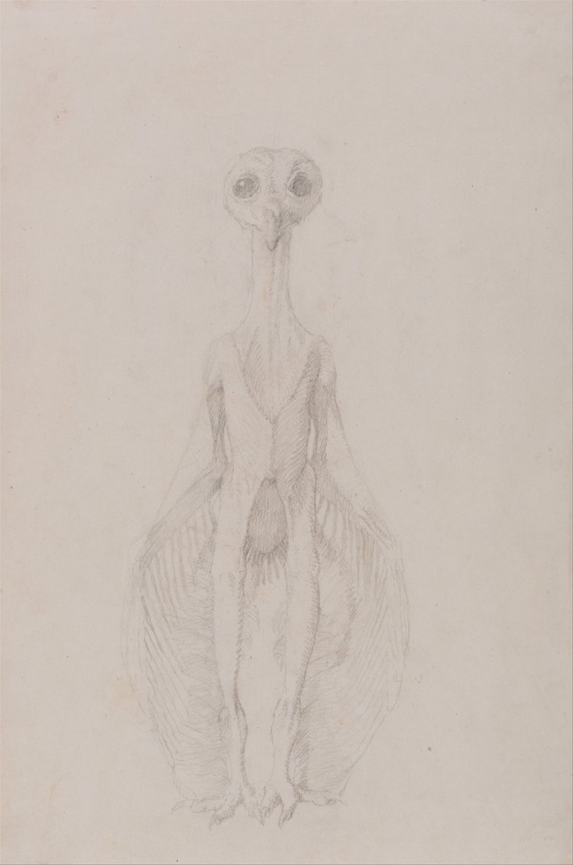 Porównawcza anatomiczna ekspozycja budowy ciała ludzkiego z ciałem tygrysa i ciała... autorstwa George Stubbs