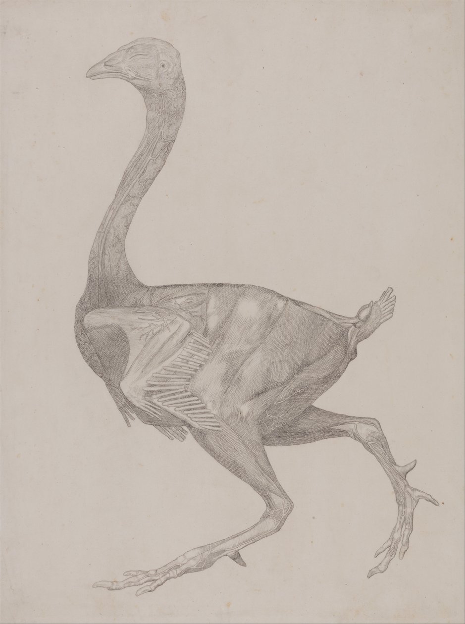Porównawcza anatomiczna ekspozycja budowy ciała ludzkiego z ciałem tygrysa i ciała... autorstwa George Stubbs