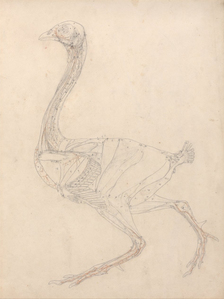 Porównawcza anatomiczna ekspozycja budowy ciała ludzkiego z ciałem tygrysa i ciała... autorstwa George Stubbs