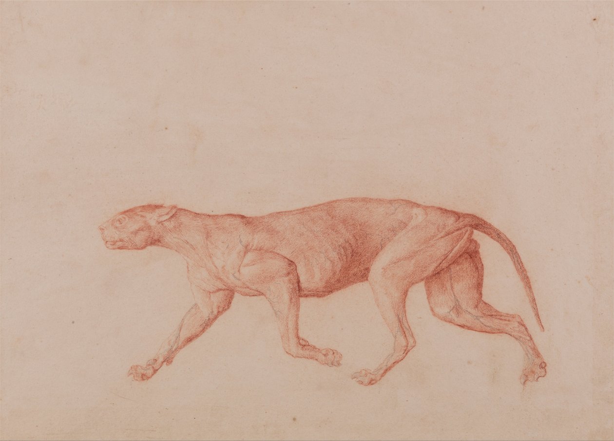 Porównawcza anatomiczna ekspozycja budowy ciała ludzkiego z ciałem tygrysa i ciała... autorstwa George Stubbs