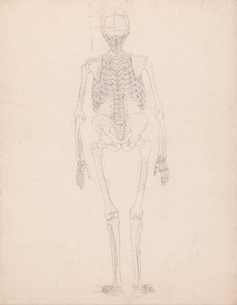 Porównawcza ekspozycja anatomiczna budowy ciała ludzkiego z ciałem tygrysa i ko... autorstwa George Stubbs