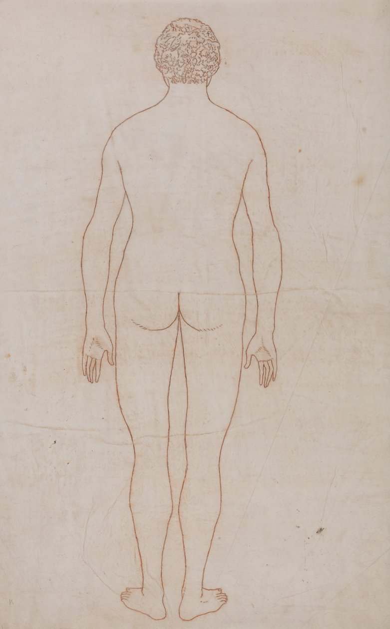 Porównawcza anatomiczna ekspozycja budowy ciała ludzkiego z ciałem tygrysa i ciała... autorstwa George Stubbs