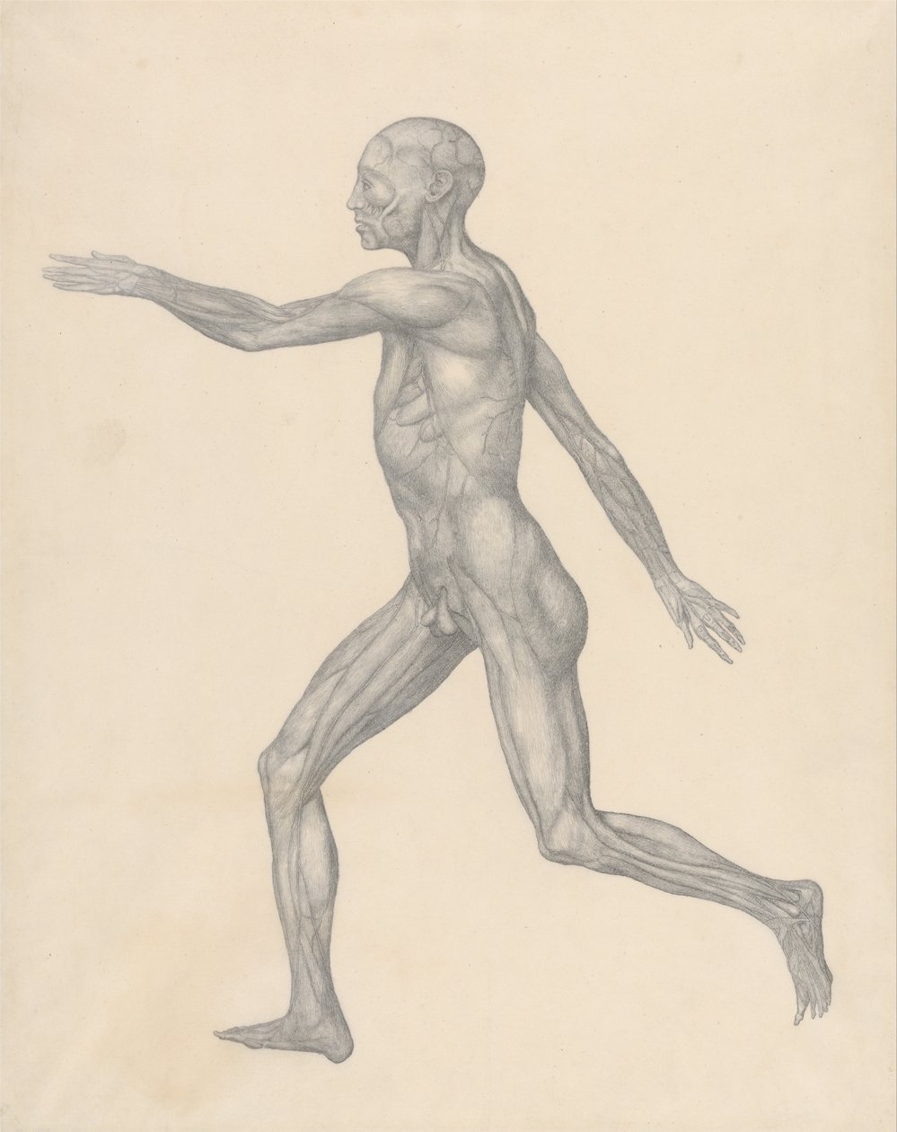 Porównawcza anatomiczna ekspozycja budowy ciała ludzkiego z ciałem tygrysa i ciała... autorstwa George Stubbs