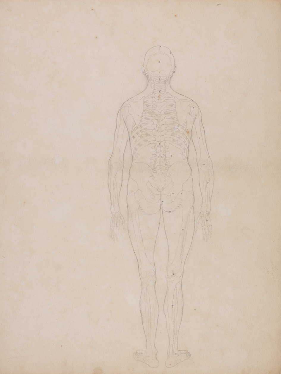 Porównawcza anatomiczna ekspozycja budowy ciała ludzkiego z ciałem tygrysa i ko... autorstwa George Stubbs